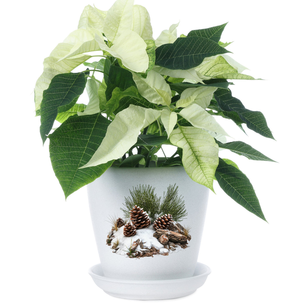 Pine Cones In Snow UV DTF sticker applied to a plant pot