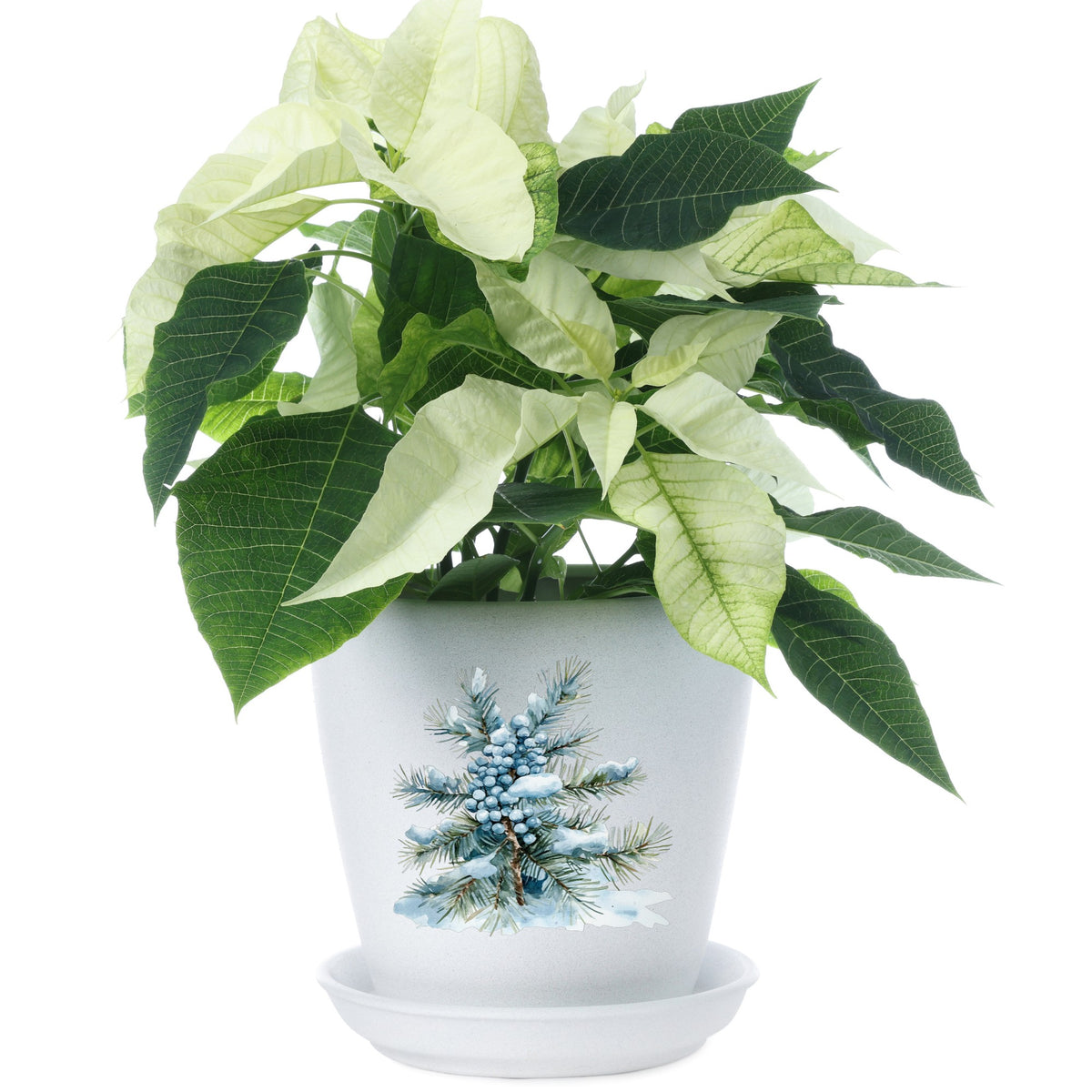 Juniper Berry Branch UV DTF sticker applied to a plant pot